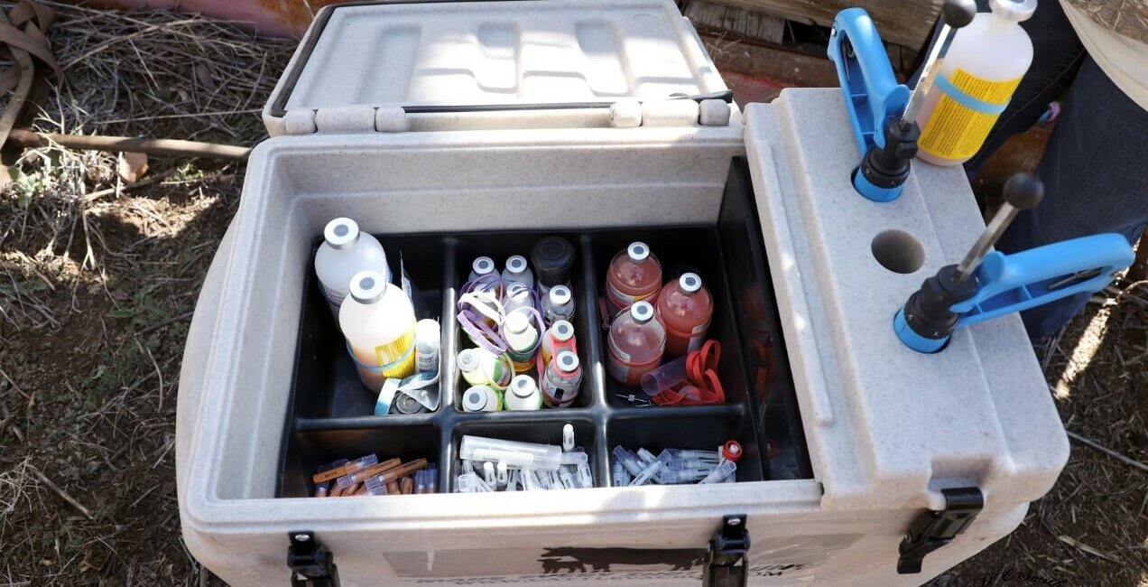 Open Boss Cooler with Vaccines, Syringes, and Needles