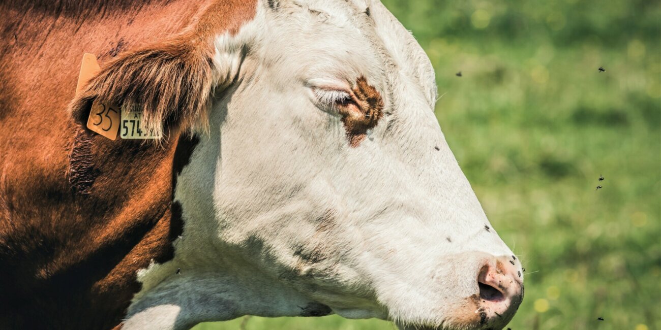 Cow needing fly protection