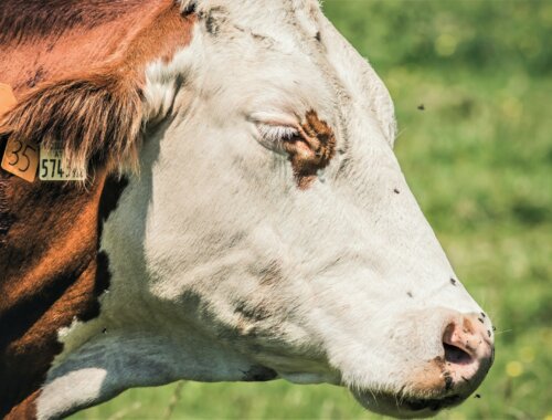 Cow needing fly protection