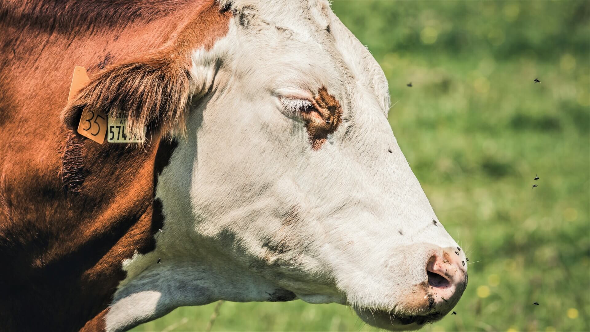 Cow needing fly protection