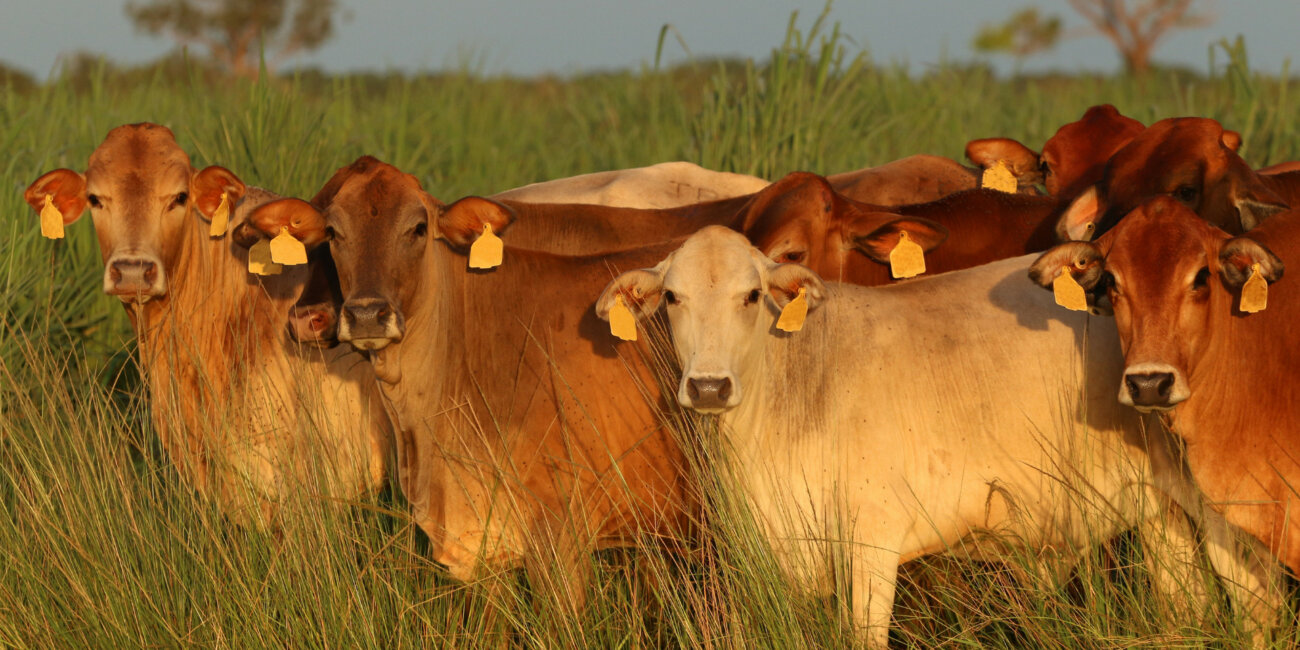 Brown Cattle with Ear Tags