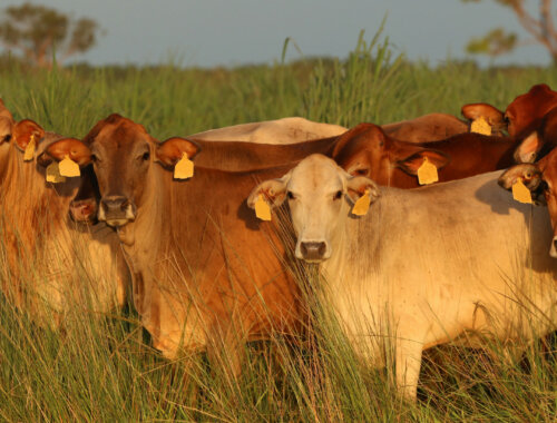 Brown Cattle with Ear Tags