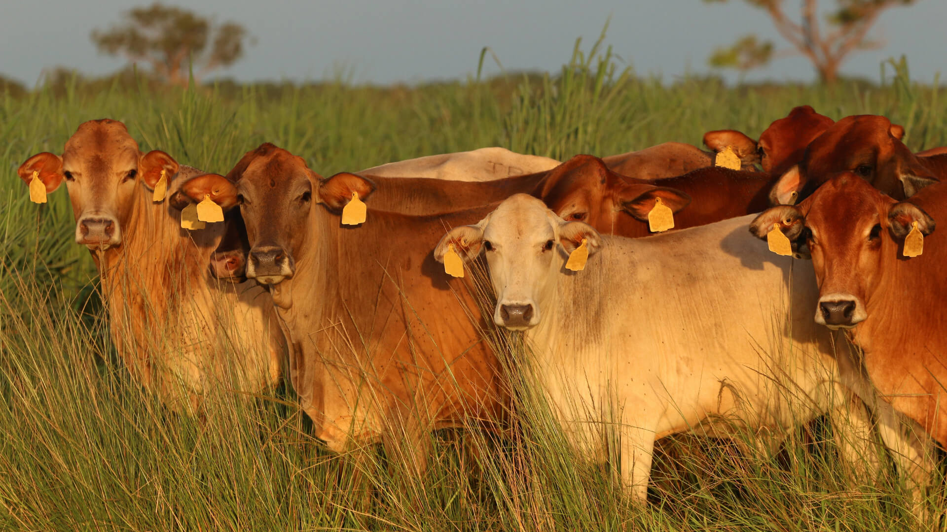 Brown Cattle with Ear Tags