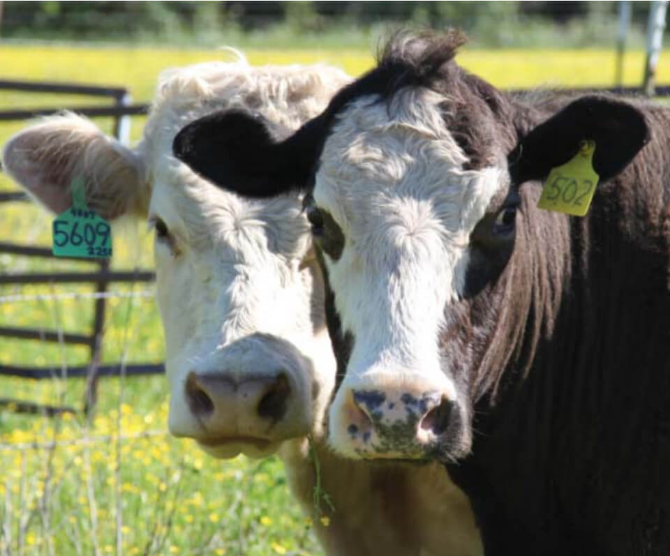 Cows with different ear tags