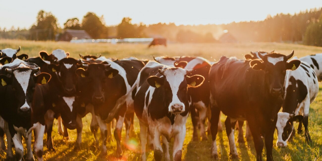 Herd in Pasture showing CattleVacBox is Necessary