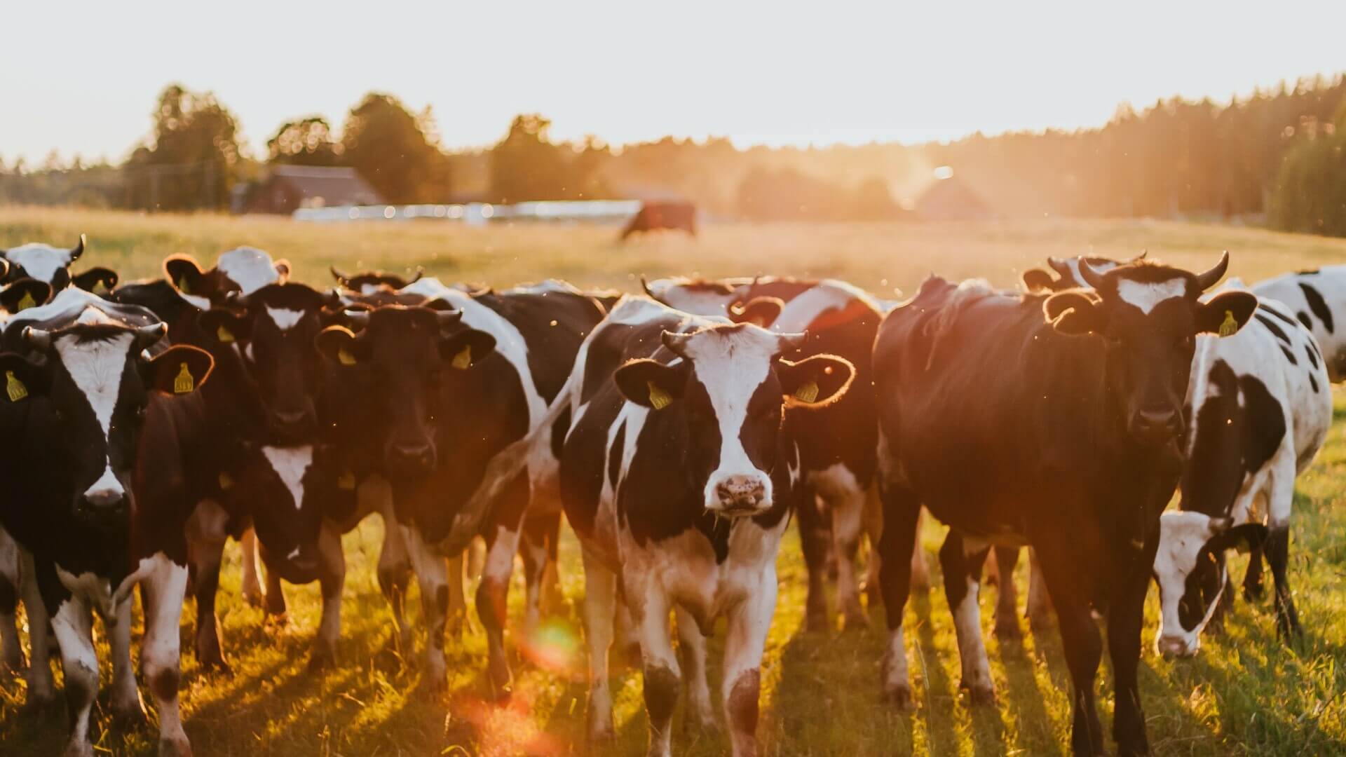 Herd in Pasture showing CattleVacBox is Necessary