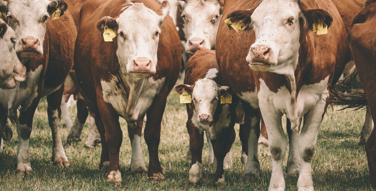 Cattle with Yellow RFID Ear Tags on Premise