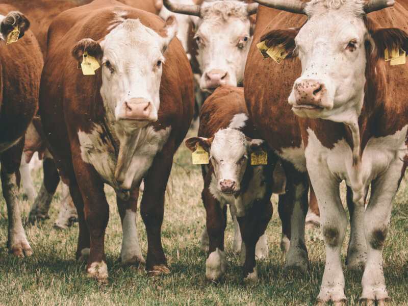 Cattle with Yellow RFID Ear Tags on Premise