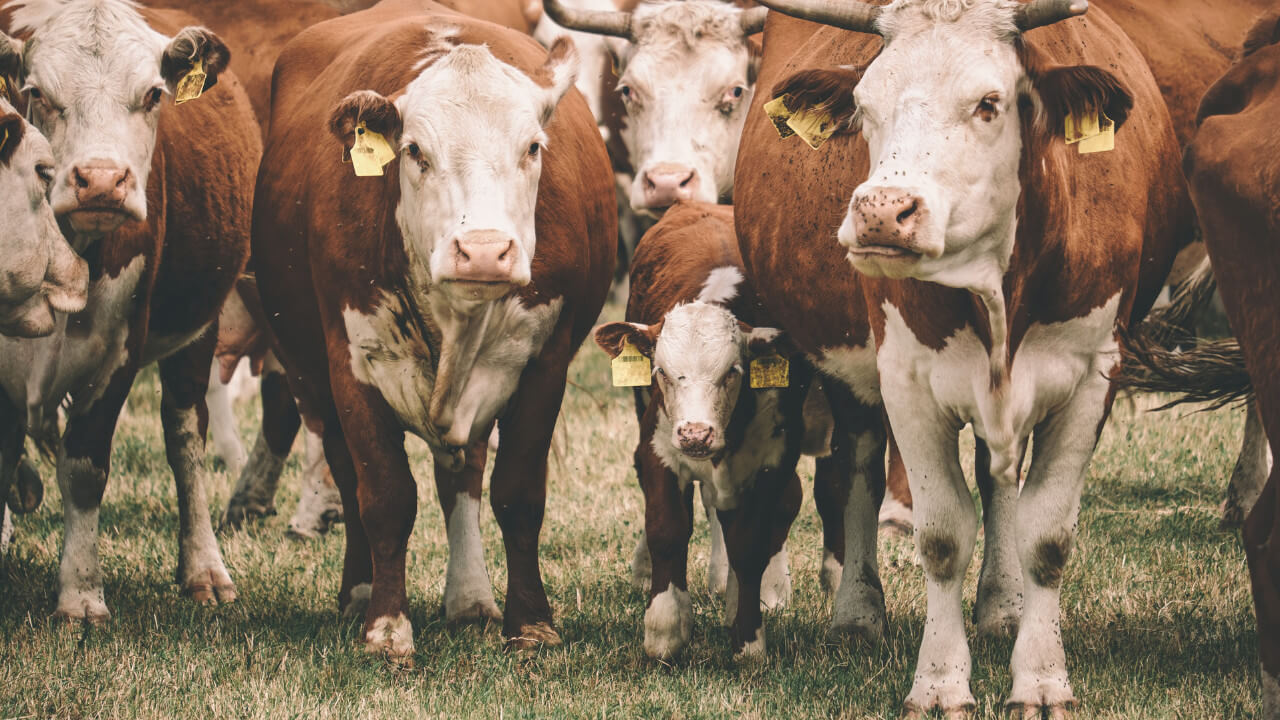 Cattle with Yellow RFID Ear Tags on Premise