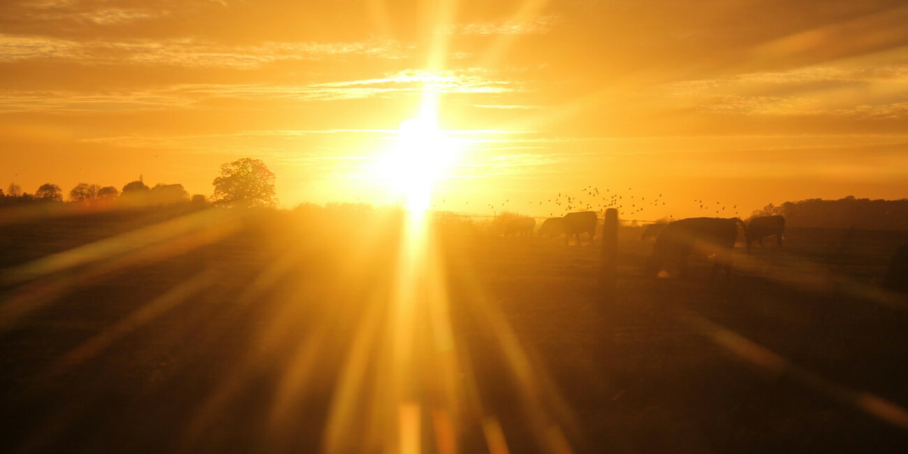 Cattle with Bright Sunlight UV Protection needed for Vaccines