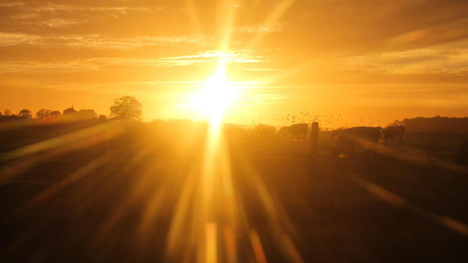 Cattle with Bright Sunlight UV Protection needed for Vaccines