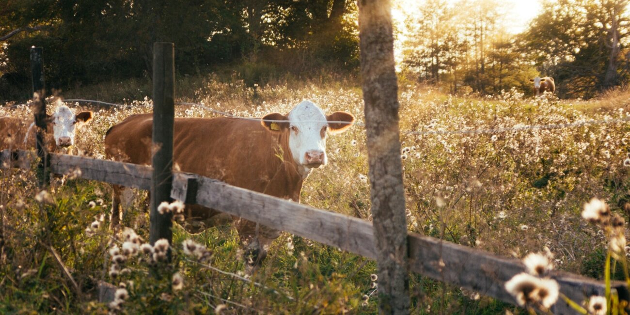 Photo showing cattle in the fall pasture