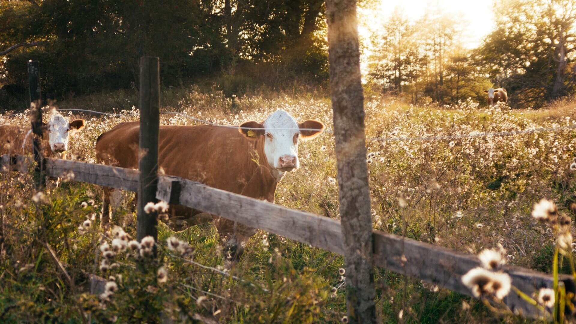 Photo showing cattle in the fall pasture