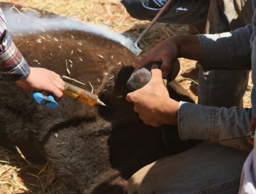 a cattle getting vaccinated