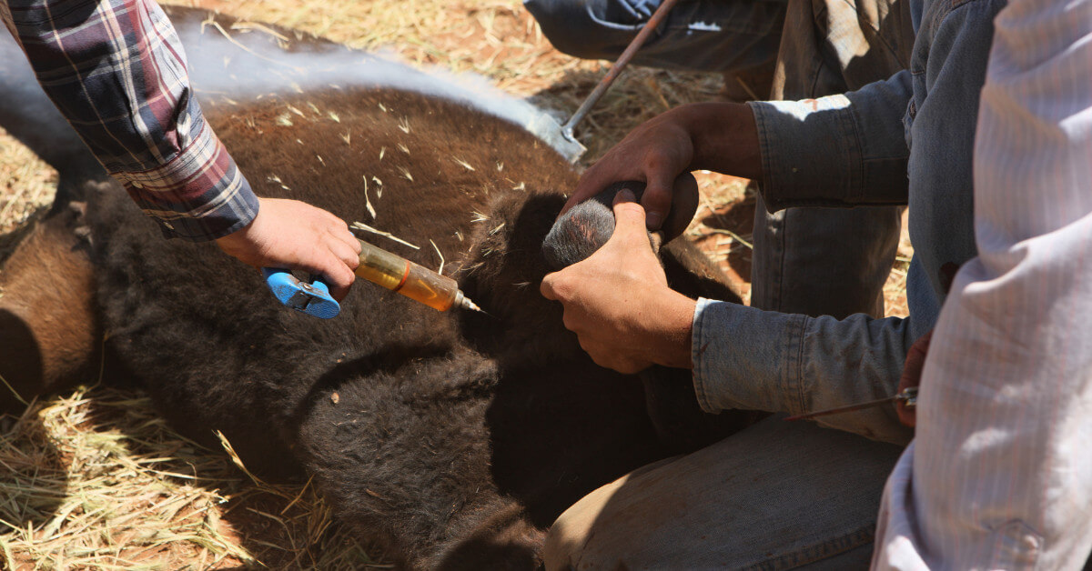 a cattle getting vaccinated