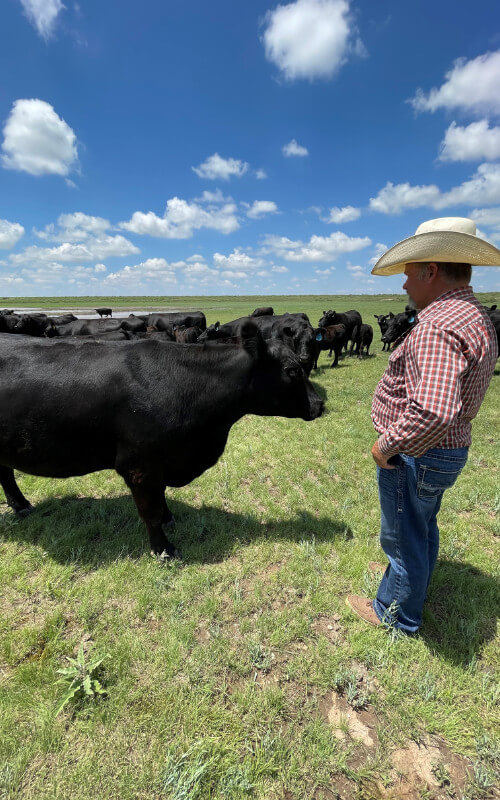 Dewbre Cattle Legends of Ag CattleVacBox