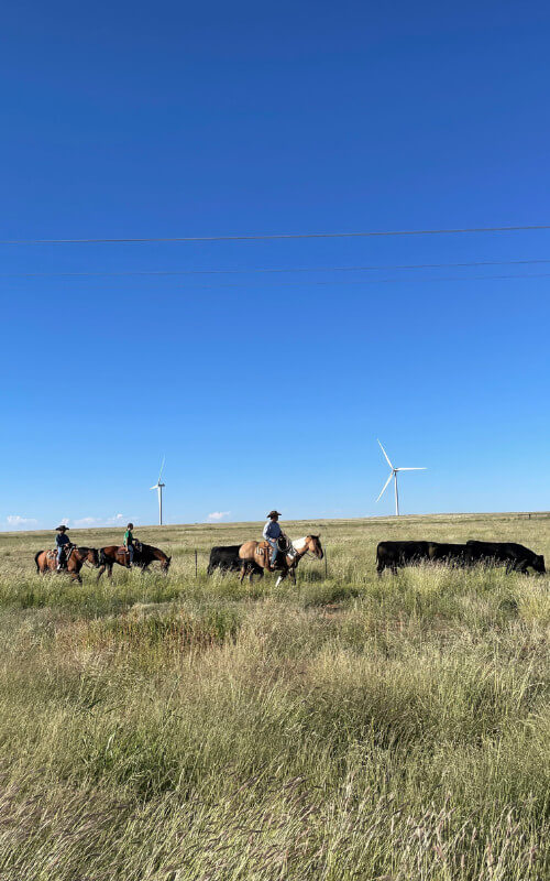 Dewbre Cattle Legends of Ag CattleVacBox