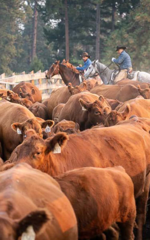 Meyer Company Ranch Legends of Ag