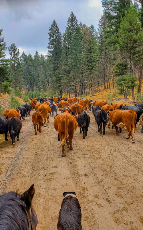 Clifton Ranch, CattleVacBox, Legends of Ag