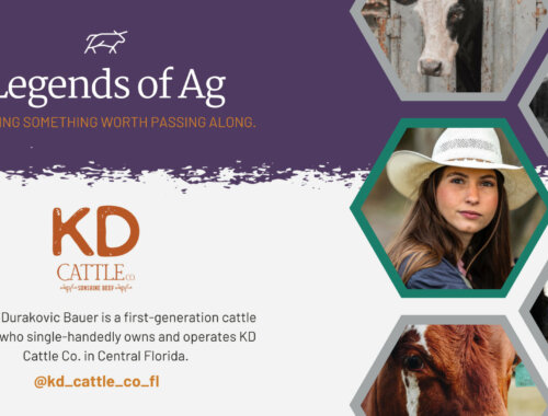 KD Cattle Co Legends of Ag