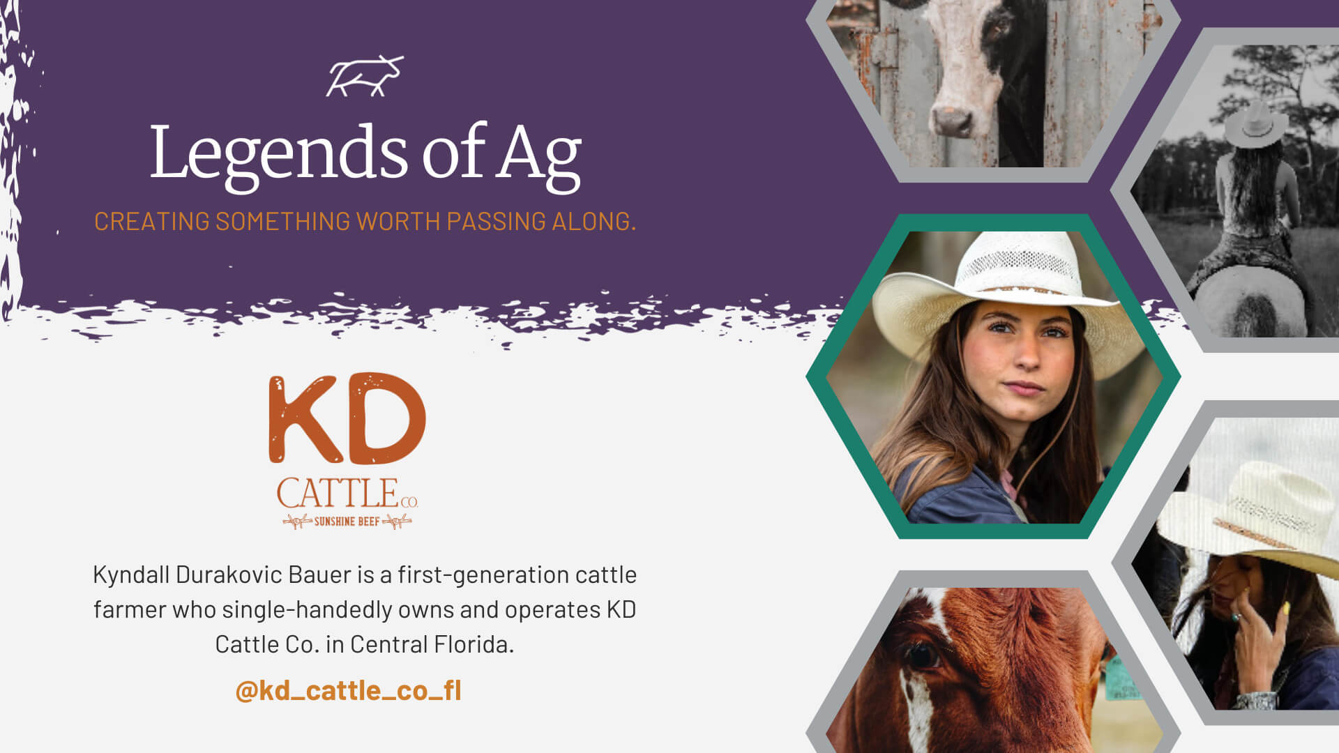 KD Cattle Co Legends of Ag